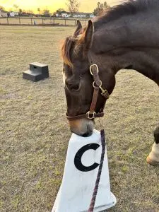 Horse touching dressage letter C with her nose