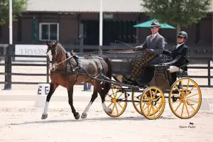 Andy Marcoux driving Loretta in driven dressage at Katydid CDE 2026 at TIEC