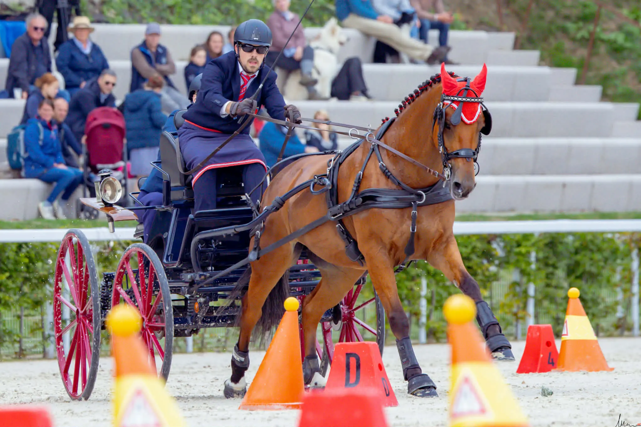 Mario Gandolfo driving through cones at the 2024 FEI World Singles Driving Championship