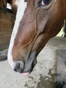 Loretta the horse taking a coy look at the camera sticking her tongue out