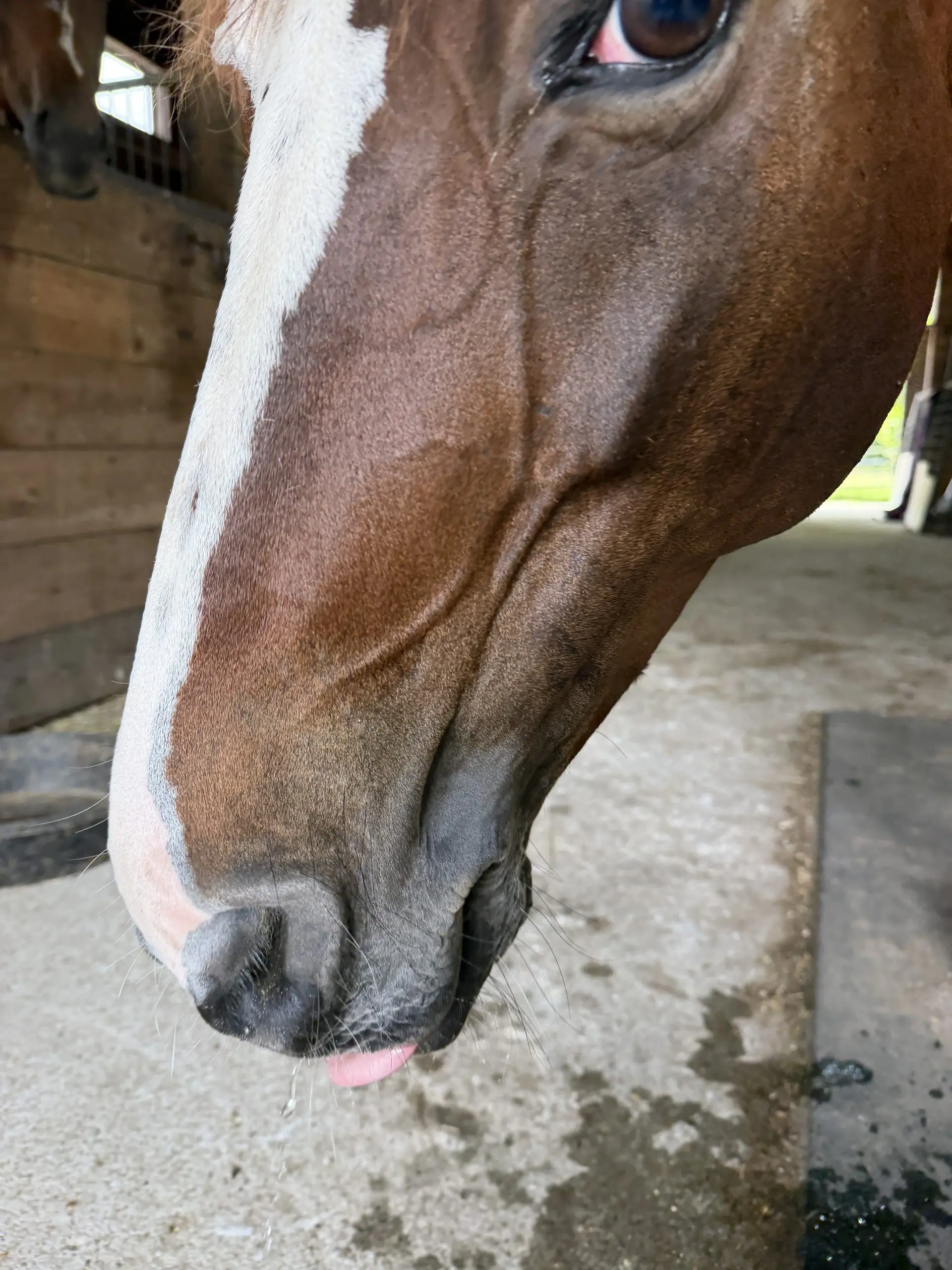 Loretta the horse taking a coy look at the camera sticking her tongue out
