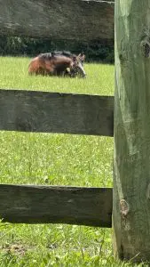 Loretta grazing in a grassy field behind a wooden fence at the jumper barn where the team is waiting out flight delays