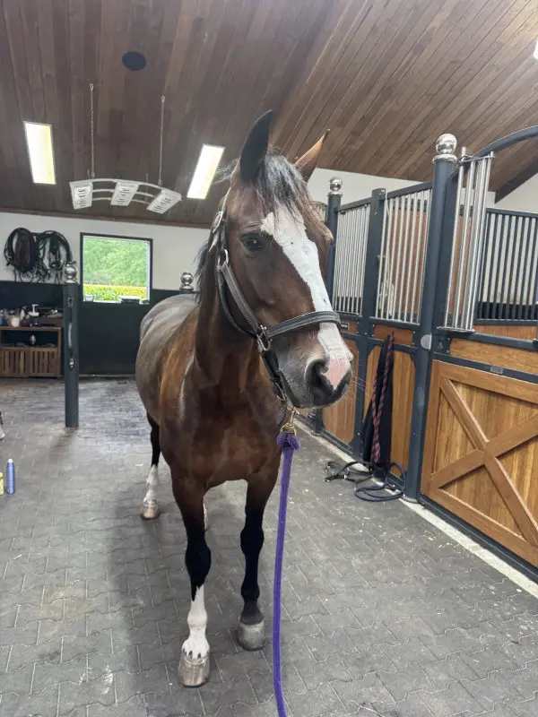 Loretta, a bay Dutch Harness Horse mare, stands haltered in the barn aisle at Kelly Bruder's stable in Steensel, Netherlands