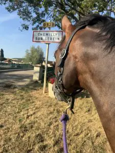 Loretta the bay mare looking toward the Chemilly sur Serein village sign on a bridge over the river Serein near Chablis.