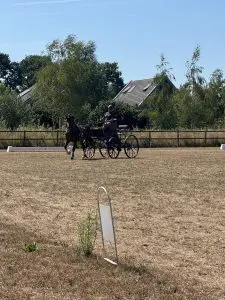 Andy Marcoux driving Loretta, a bay Dutch Harness mare in harness, in a grass dressage field near Steensel, with a green post-and-rail fence and birch trees behind.