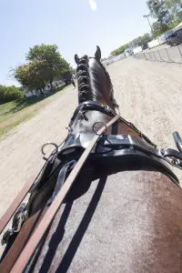 Loretta in the warmup at the 2026 FEI Driving World Championship for Single Horses in Munich