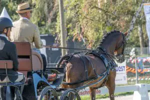 Andy Marcoux, in a tan jacket and hat, drives Loretta toward the dressage arena with Tara Devine on the back step at the 2026 FEI Driving World Championship in Munich