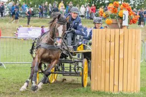 Andy Marcoux driving Loretta in the marathon at the 2026 FEI Driving World Championship for Single Horses in Munich