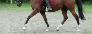 Working under saddle