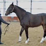 5 Reasons Your Horse Won't Stand 2