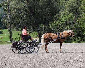 5 Reasons Your Horse Won't Stand 11