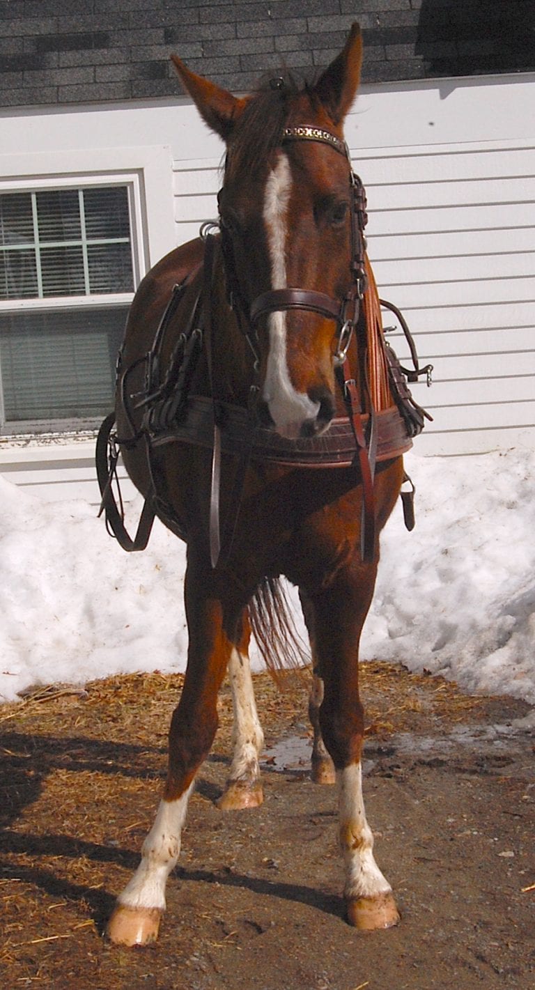 5 Reasons Your Horse Won't Stand Coachman's Delight