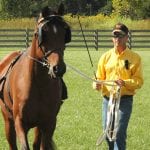 Tips for Returning Your Horse to Work 1