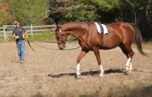 Tips for Returning Your Horse to Work 6