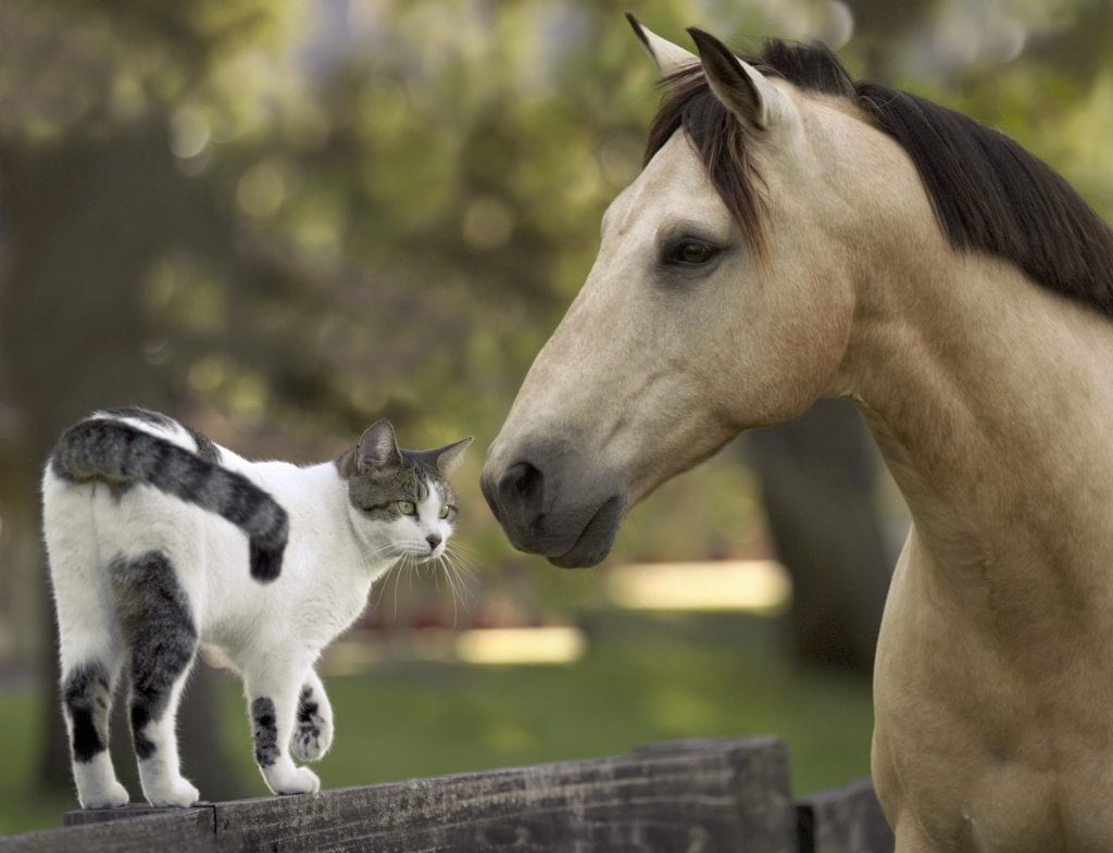 jelly cat horse