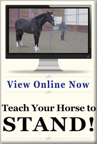 Teach Your Horse to Stand 1