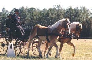 From the archives, driving a pair of Haflingers at a CDE in Florida.