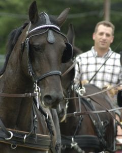 Learning From Horses 1