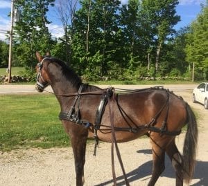 Training Young Horses? ~ Coachman's Delight