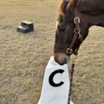 Hollywood the horse contemplating dressage with her nose C