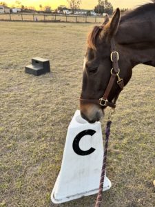 Hollywood the horse contemplating dressage with her nose C