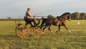 Andy and Loretta practicing driven dressage at home
